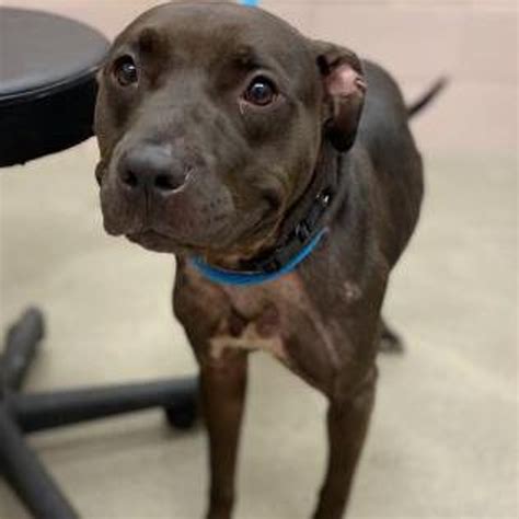 apl valley view|64 Adoptable Dogs Waiting At The County Shelter。